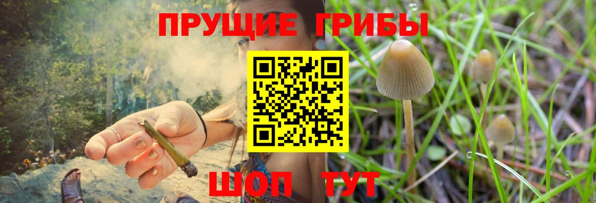 Галлюциногенные грибы Psilocybe Лесосибирск